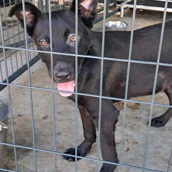 Sonata -  Mixed Breed Dog for Adoption in Valley, Alabama - Sonata | PetCurious