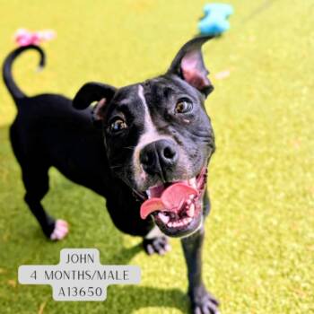 Pit Bull Terrier Dogs Available for Adoption - John | PetCurious