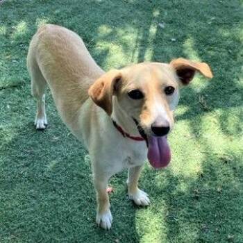PELO -  Whippet Dog for Adoption in Chico, California - PELO | PetCurious