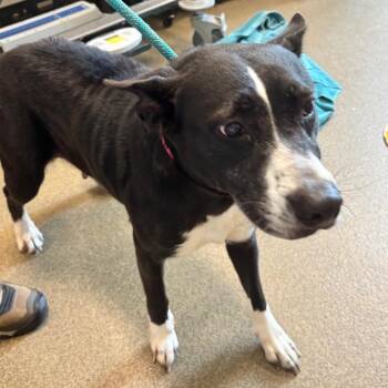 Cora -  Carolina Dog and Mixed Breed Dog for Adoption in Council Bluffs, Iowa - Cora | PetCurious