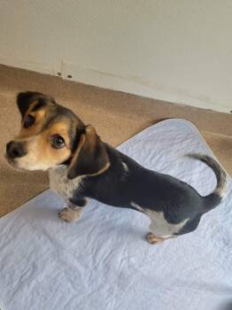 Cedar -  Beagle and Chihuahua Dog for Adoption in Chambersburg, Pennsylvania - Cedar | PetCurious