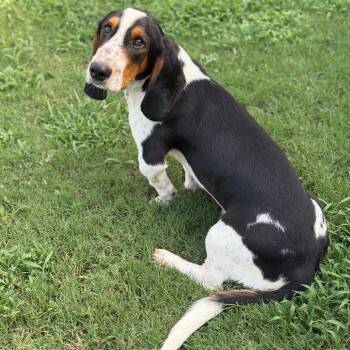 Seymour -  Basset Hound and Mixed Breed Dog for Adoption in Brownsboro, Alabama - Seymour | PetCurious