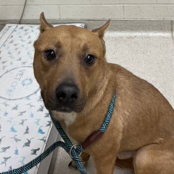 Rescue Pit Bull Terrier and Cattle Dog Dogs for Adoption in Murray, Utah - Ozai | PetCurious