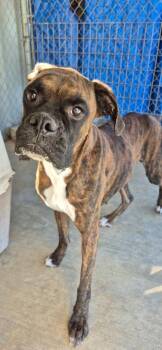 Bubba -  Boxer Dog for Adoption in Brownwood, Texas - Bubba | PetCurious