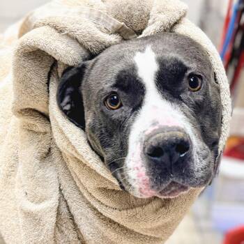 Pit Bull Terrier Dogs Available for Adoption in Oakland, California - Inari | PetCurious
