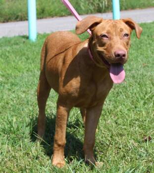 Honey 44362 -  Retriever Dog for Adoption in Prattville, Alabama - Honey 44362 | PetCurious
