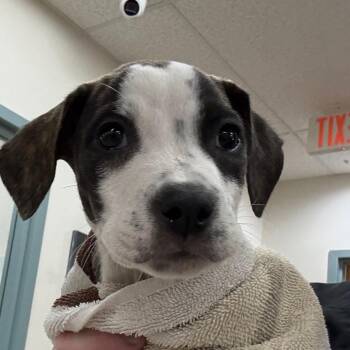 DeWalt -  Mixed Breed Dog for Adoption in Rockville, Maryland - DeWalt | PetCurious