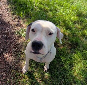 Pebbles SP -  Dogo Argentino and Boxer Dog for Adoption - Pebbles SP | PetCurious
