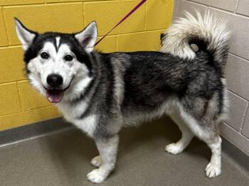 Alaskan Malamute Dogs Available for Adoption in Colorado Springs, Colorado - BENDU | PetCurious