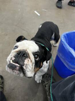 RUBBLE -  Mixed Breed Dog for Adoption in Dallas, Texas - RUBBLE | PetCurious