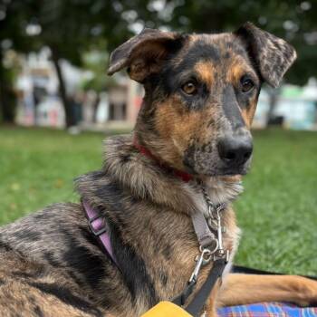 Missy -  Mixed Breed Dog for Adoption in Oakville, Ontario - Missy | PetCurious