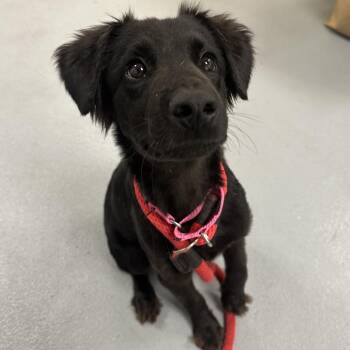 Vader -  Mixed Breed Dog for Adoption in Philadelphia, Pennsylvania - Vader | PetCurious