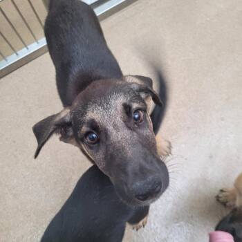 Jenga -  Shepherd and Mixed Breed Dog for Adoption in Corpus Christi, Texas - Jenga | PetCurious