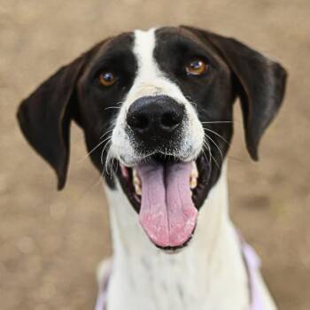 DARLA -  Pointer Dog for Adoption in San Antonio, Texas - DARLA | PetCurious