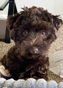 Poppy -  Schnauzer Dog for Adoption in Valley Park, Oklahoma - Poppy | PetCurious