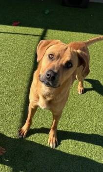Shepherd and Pit Bull Terrier Dogs Available for Adoption in Fayetteville, Arkansas - Odis | PetCurious