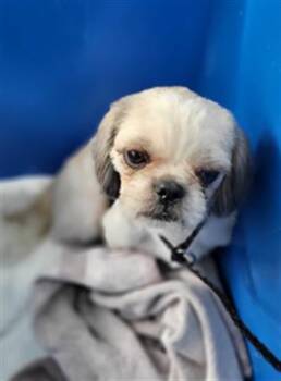 SANTOS -  Mixed Breed Dog for Adoption in Dallas, Texas - SANTOS | PetCurious