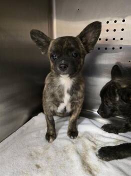 A779517 -  French Bulldog and Chihuahua Dog for Adoption in Rancho Cucamonga, California - A779517 | PetCurious