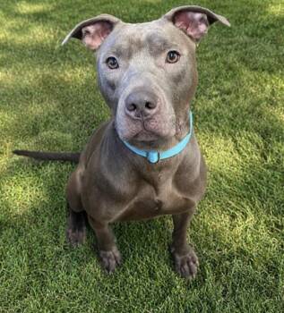 JOJO -  Mixed Breed Dog for Adoption in Jacksonville, Florida - JOJO | PetCurious