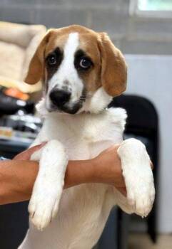 Elliot -  Hound and Great Pyrenees Dog for Adoption in Bedford Hills, New York - Elliot | PetCurious