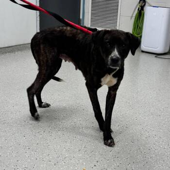 Pit Bull Terrier Dogs Available for Adoption in Indianapolis, Indiana - M&M | PetCurious