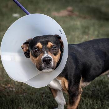 Basset Hound and Cardigan Welsh Corgi Dogs Available for Adoption in Tomah, Wisconsin - Milo | PetCurious