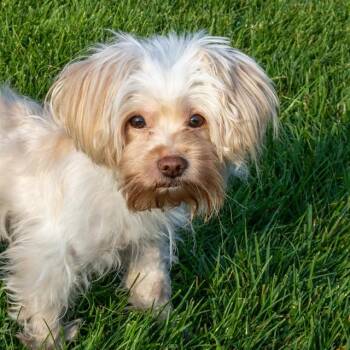 MOLLIE -  Maltese Dog for Adoption in St. Louis, Missouri - MOLLIE | PetCurious