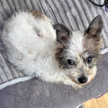Candy -  Rat Terrier Dog for Adoption - Candy | PetCurious