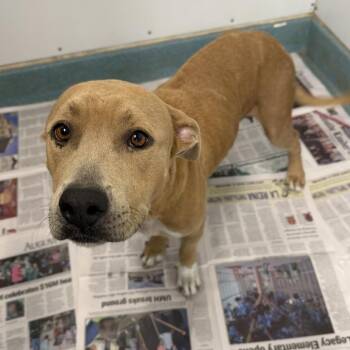 Mama T. -  Terrier and Mixed Breed Dog for Adoption in Corpus Christi, Texas - Mama T. | PetCurious