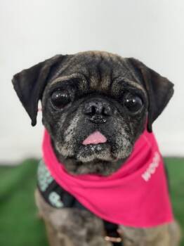 Rusty-One of our Amazing Rescue Dogs -  Pug and Mixed Breed Dog for Adoption in Carlsbad, California - Rusty-One Of Our Amazing Rescue Dogs | PetCurious