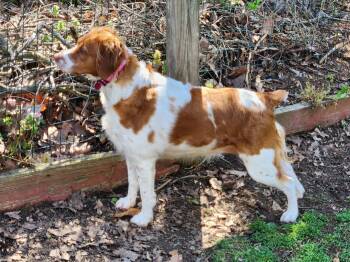 Brittany Spaniel Dogs Available for Adoption in Baldwinsville, New York - PA/Elle L | PetCurious
