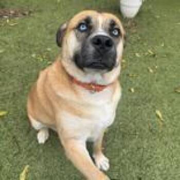 Dax -  Hound Dog for Adoption in Hilliard, Ohio - Dax | PetCurious