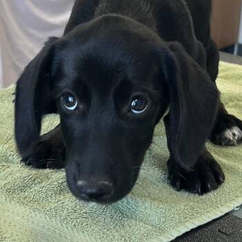 Sprite -  Mixed Breed Dog for Adoption in Las Cruces, New Mexico - Sprite | PetCurious