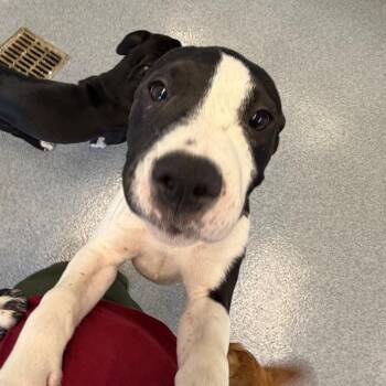 Shelby -  Mountain Cur and Mixed Breed Dog for Adoption in Martinsville, Virginia - Shelby | PetCurious