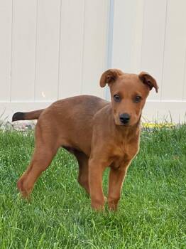 Joe Balooka -  Australian Cattle Dog Blue Heeler and Labrador Retriever Dog for Adoption in Fort Lupton, Colorado - Joe Balooka | PetCurious