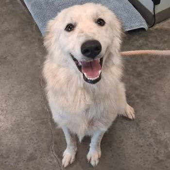 Rosa -  Great Pyrenees Dog for Adoption in Grand Bay, Alabama - Rosa | PetCurious