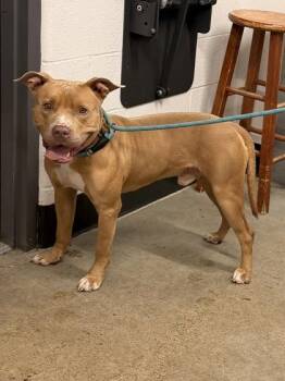 Theros -  Pit Bull Terrier Dog for Adoption in Cleveland, Ohio - Theros | PetCurious