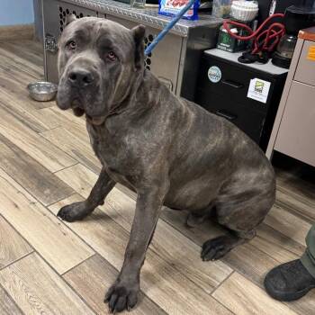 Cane Corso Dogs Available for Adoption in Henderson, Kentucky - Gregor | PetCurious