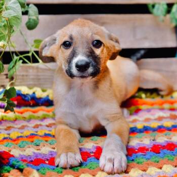Kookie -  Labrador Retriever and Shepherd Dog for Adoption in San Diego, California - Kookie | PetCurious
