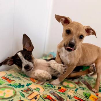 Mixed Breed and Chihuahua Dogs Available for Adoption in Green Bay, Wisconsin - Morgan | PetCurious