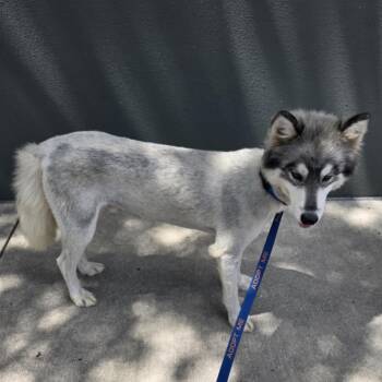 Rescue Keeshond and Husky Dogs for Adoption in Austin, Texas - Kermit JuM | PetCurious