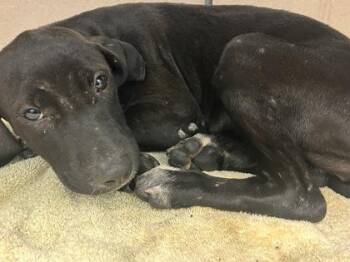 Neera -  Mixed Breed Dog for Adoption in Chamblee, Georgia - Neera | PetCurious