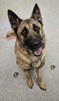 German Shepherd Dog Dogs Available for Adoption - Zeus | PetCurious