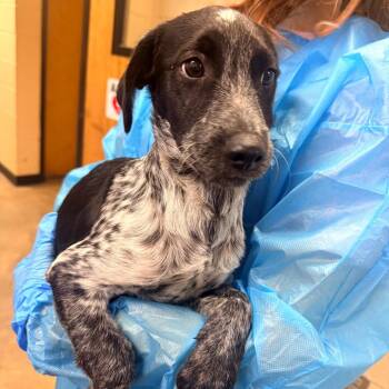 Griffin -  Mixed Breed Dog for Adoption in Corinth, Mississippi - Griffin | PetCurious