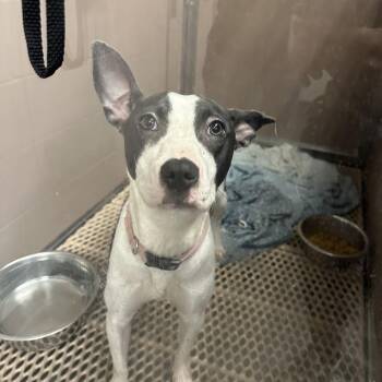 Nube -  American Staffordshire Terrier Dog for Adoption in Hagerstown, Maryland - Nube | PetCurious