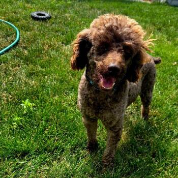 Teddy -  Miniature Poodle Dog for Adoption in Milwaukee, Wisconsin - Teddy | PetCurious