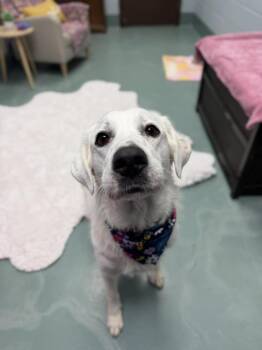 Great Pyrenees Dogs Available for Adoption in Dallas, Texas - Kiara (CP) | PetCurious