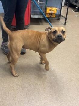 Rescue Mixed Breed Dogs for Adoption in Chamblee, Georgia - Beach Wave | PetCurious