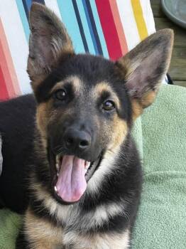 Zeus -  German Shepherd Dog Dog for Adoption in Palm Harbor, Florida - Zeus | PetCurious
