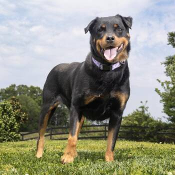 Tati -  Rottweiler and Mixed Breed Dog for Adoption in Franklin, Tennessee - Tati | PetCurious
